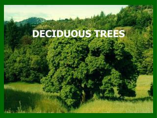 DECIDUOUS TREES