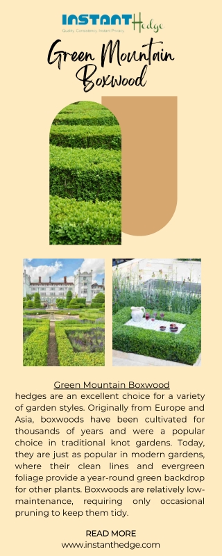 Hedge for Versatile Landscapes- Green Mountain Boxwood Hedges