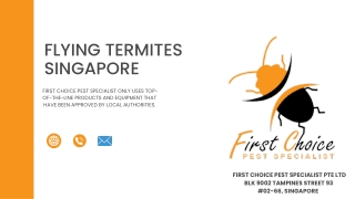 Flying Termites  Singapore