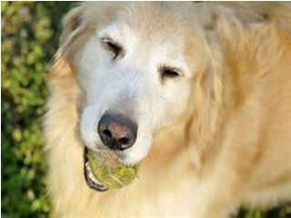 CBD For Pets