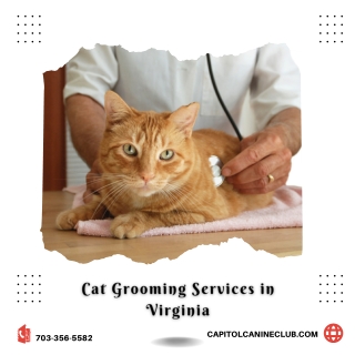 Cat Grooming Services in Virginia