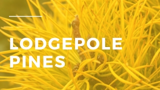 Did you know that Lodgepole Pine is unique among North American pines?
