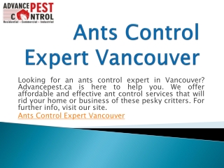 Ants Control Expert Vancouver | Advancepest.ca