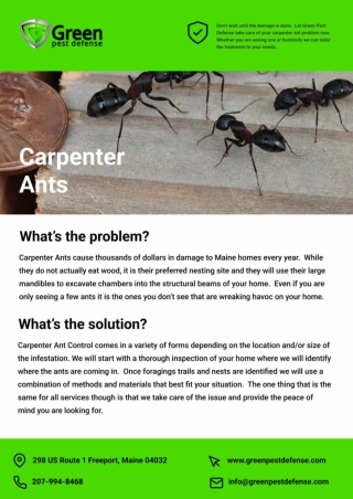 Maine Pest Inspection | Residential Pest Control Maine