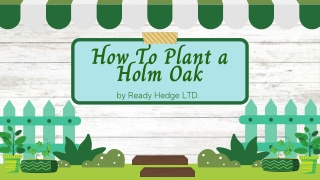 How to plant a holm oak?