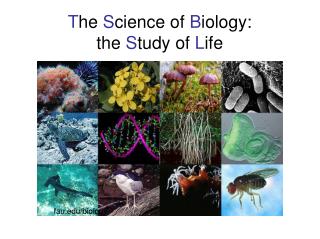T he S cience of B iology: the S tudy of L ife
