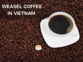 WEASEL COFFEE IN VIETNAM