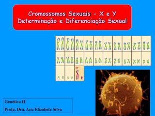 Cromossomos Sexuais - X e Y Determinação e Diferenciação Sexual