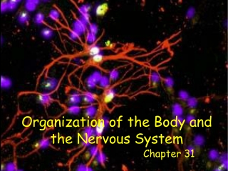 Organization of the Body and the Nervous System