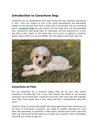 Cavachon Puppies Near Me For Sale At Cheap Price _ Mutt Store Online