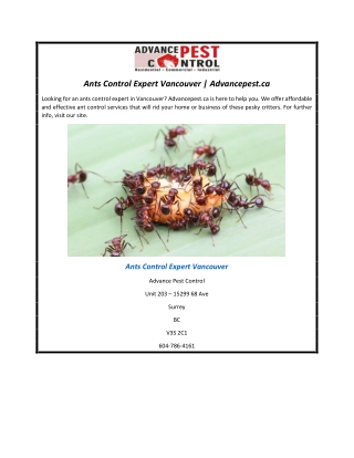 Ants Control Expert Vancouver | Advancepest.ca