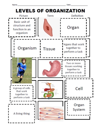 Body Levels of Organization Match Up 7th grade science q1 week 2