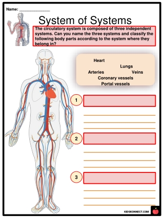 Rott OPTION 2_  Circulatory System Worksheets 7th grade science q1 week 3