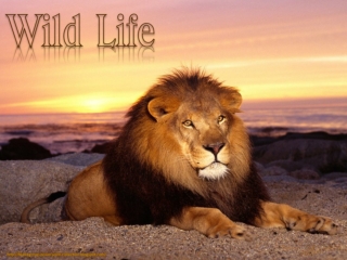 Wild Life (2)