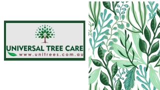 Professional Tree Services in Sydney Region