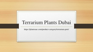 Terrarium Plants Dubai