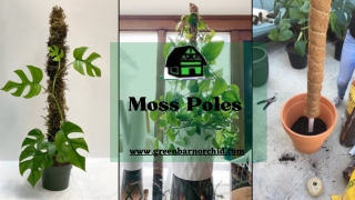 Get Top Quality Moss Poles at a Reasonable Price - Green Barn Orchid