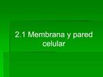 2.1 Membrana y pared celular