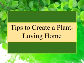 Tips to Create a Plant-Loving Home