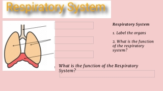 Respiratory System Ultimate Athlete Homework Q1 Week 5 7th grade science