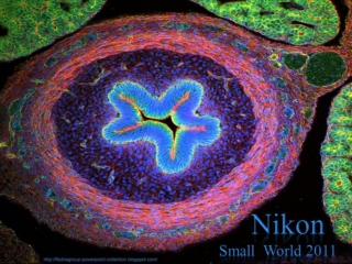 Nikon Small World 2011