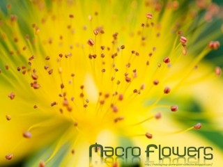 Macro Flowers