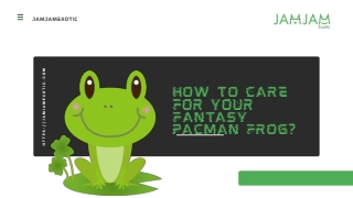 How to Care For Your Fantasy Pacman Frog?