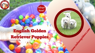 Get most adorable and Cute English Golden Retriever Puppies now