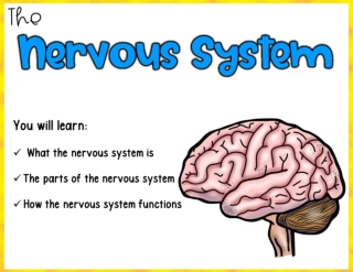 GROUP C_  THE BRAIN_  Nervous System 7th grade science q1 week 8