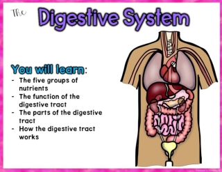 DIGESTIVE SYSTEM 7th grade science q1 week 9