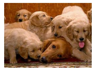 CBD for Dogs Treats
