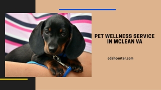 Pet Wellness Service in McLean VA