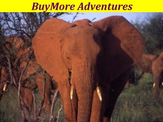 How is It Possible to Have Kenya Budget Tours