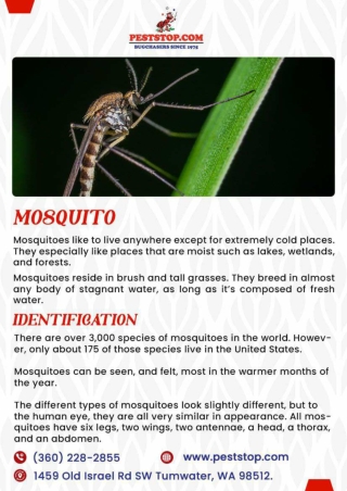 Tumwater Pest Control | Steilacoom Pest Control