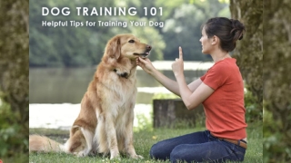 Easy Tips for Training Your Dogs