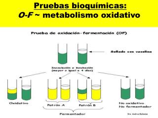 Pruebas bioquímicas: O-F ~ metabolismo oxidativo