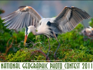 NG Photo Contest 2011