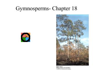 Gymnosperms- Chapter 18