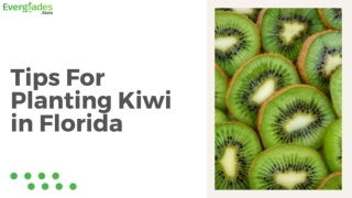 Tips For Planting Kiwi in Florida