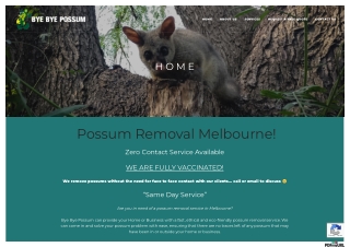 Possum Pest Control Melbourne