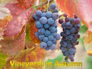 Vineyards in Autumn (Vignobles en Automne)