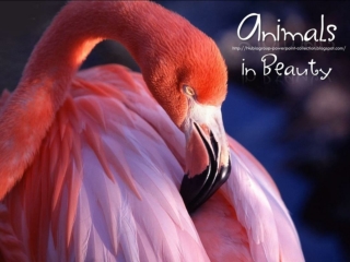 Animals in Beauty (11)