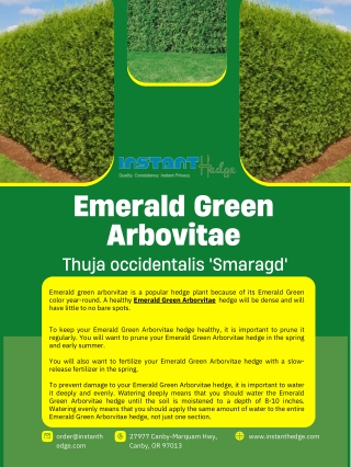 InstantHedge - How to have a Healthy Emerald Green Arborvitae hedge?