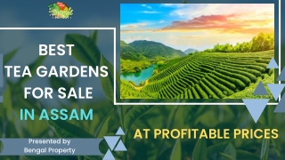 Best Tea Garden For Sale In Assam At Profitable Prices