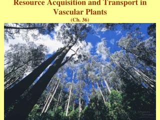 Resource Acquisition and Transport in Vascular Plants (Ch. 36)