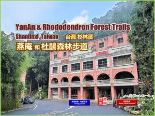 YanAn & Rhododendron Forest Trails, Shanlinxi, Tw. (台灣 杉林溪 燕庵和杜鵑森林步道)