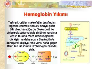Hemoglobin Yıkımı