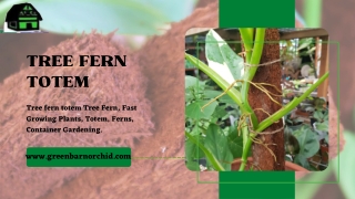 Buy New Zealand Tree fern Totem - Green Barn Orchid