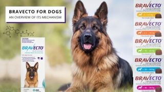 Bravecto for Dogs - An Overview Of Its Mechanism