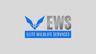 Woodlands Attic Squirrels Removal - Elite Wildlife Services